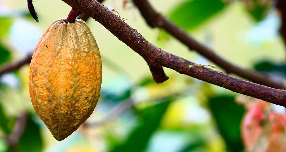Cacao 01