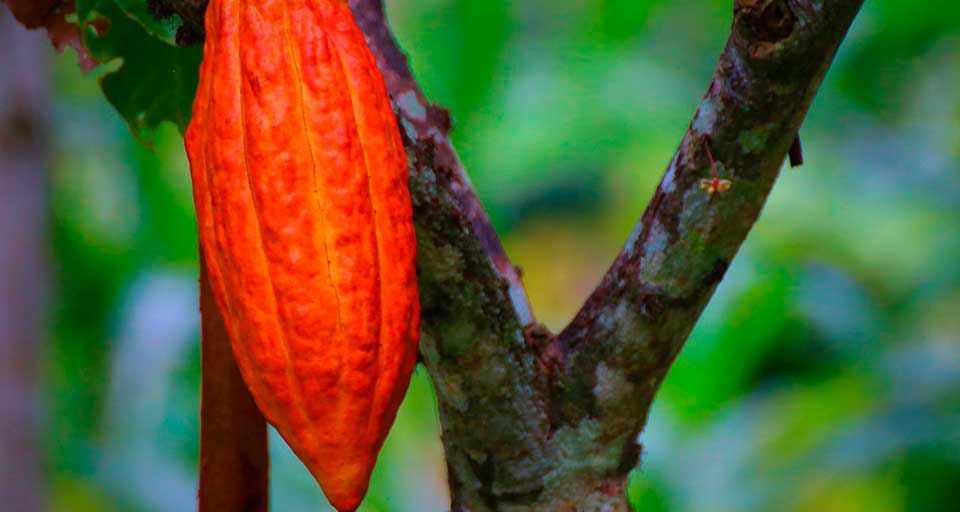 Cacao