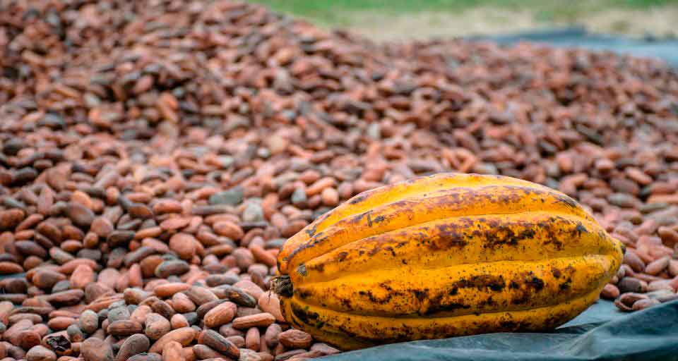 Cacao
