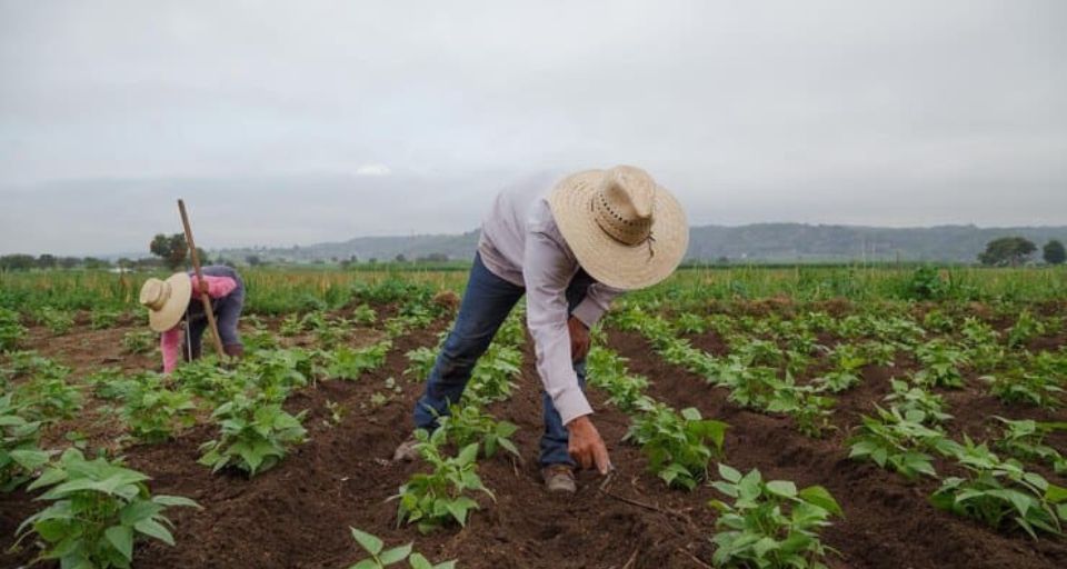Producción agrícola Fedeagro maíz
