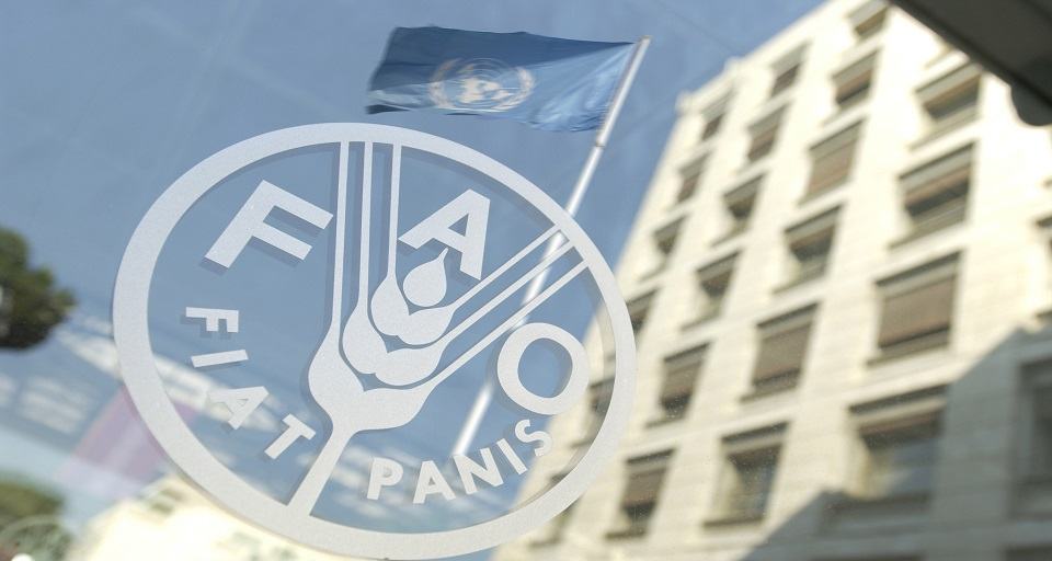 FAO alimentos