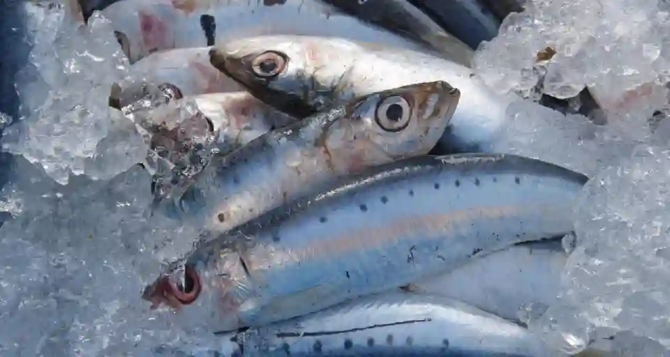 Sardinas