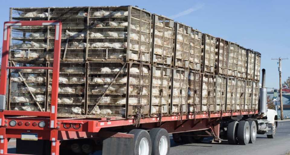 Transporte pollos